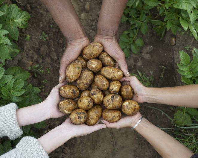 grupa ludzi trzymająca ziemniaki
