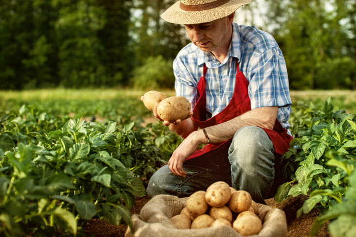 Farmer trzymający ziemniaki