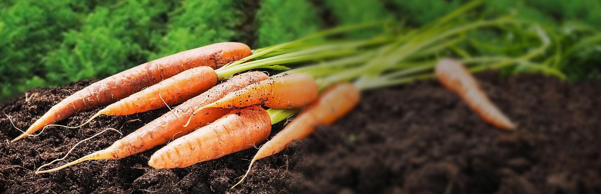 Produkcja warzyw – wiedza, pasja i nowoczesność