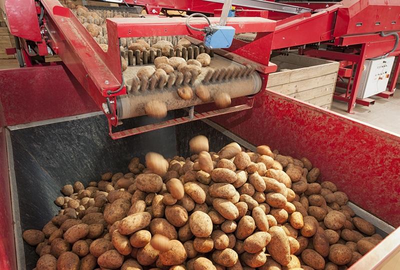 Produkcja ziemniaków w Polsce