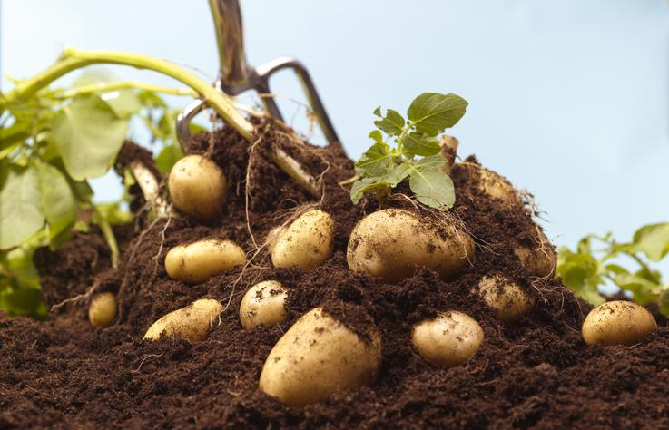 ziemniaki w ziemi